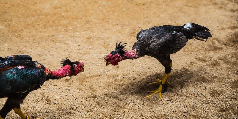 Tên các loại gà đá - Các loại phổ biến nhất