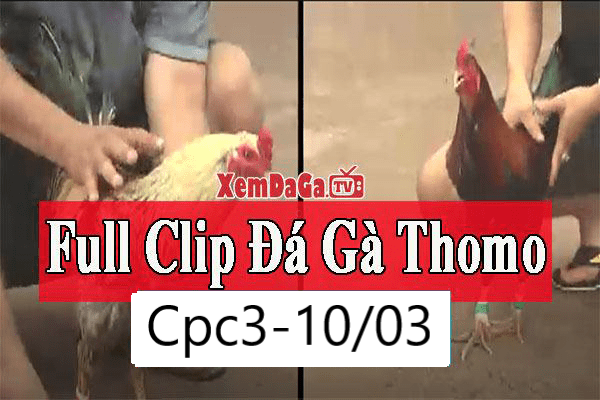 Đá Gà THOMO đỉnh cao