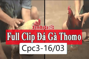 Trực tiếp đá gà Thomo