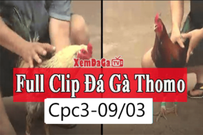 đá gà Thomo CPC2