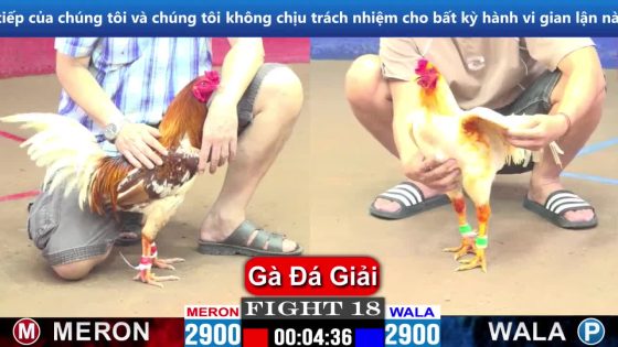 đá gà bồ CPC3 Thomo