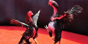 Chiến thuật thi đấu cho gà đá bền