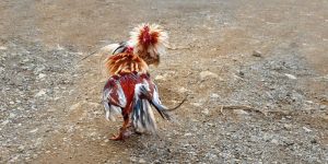 chiến kê đá gà cựa sắt
