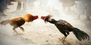 kỹ thuật nuôi gà đá săn chắc