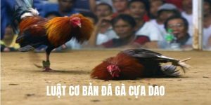 phân biệt gà đòn và gà cựa