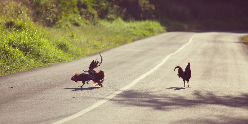 Hiểu rõ bản chất của kèo trong đá gà