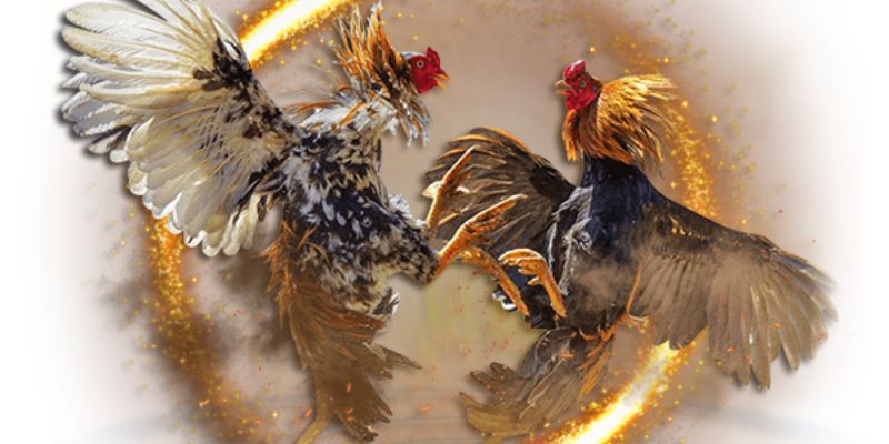 Bí quyết đọc trận để chọn gà đúng đòn