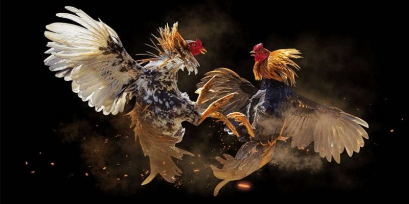 Những điều thú vị chỉ có khi coi đá gà Thomo trực tiếp