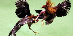 Sự chuyển mình của đá gà ăn tiền thật trực tuyến