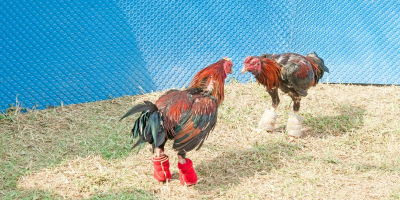 Chế độ Dinh dưỡng Khoa học và Cân bằng cho Gà Chọi theo từng giai đoạn