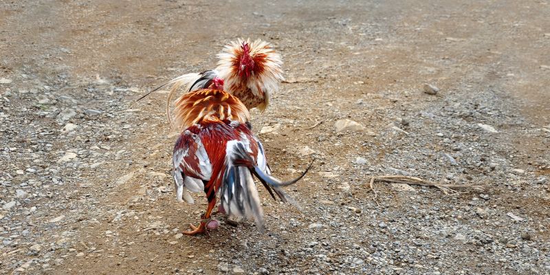 Các Giống Gà Chiến Thắng Được Yêu Thích Nhất