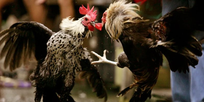 Làm sao để bật chế độ xem đá gà toàn màn hình đúng cách?