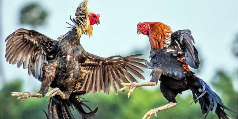 Lịch sử và nguồn gốc của gà đá cựa dao