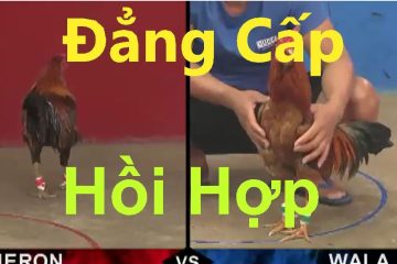 Clip đá gà đỉnh cao