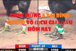 clip đá gà mới nhất